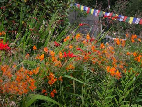 Prayer flags in the August garden